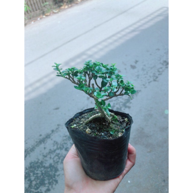 [HCM]Cây Sam Hương