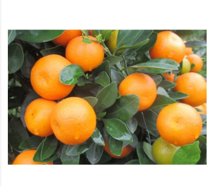 500gr trà quất vàng sấy khô thơm ngon