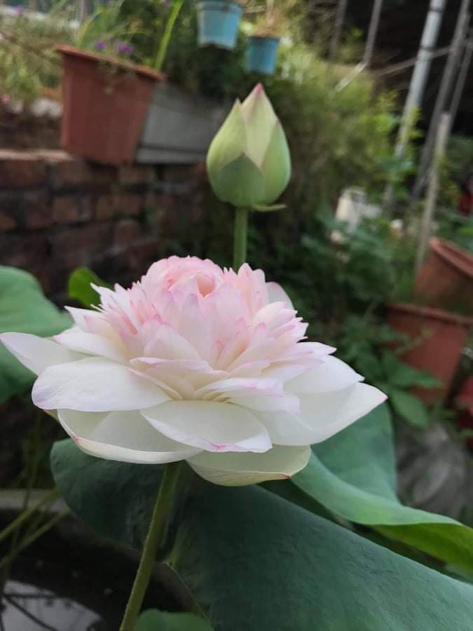 Củ sen versicoler da sa jin