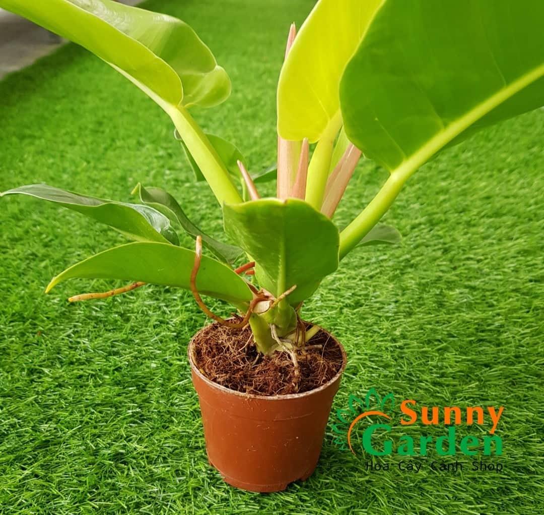 Trầu bà đế vương vàng để bàn - chậu cây phong thủy