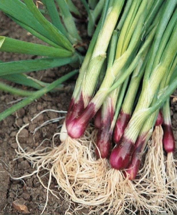 Hạt giống hành lá cao sản gốc tím - Gói 2gram