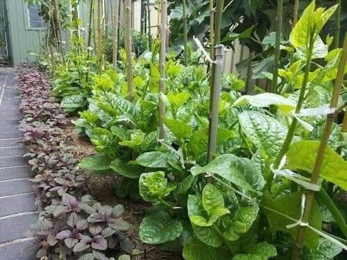 Hạt giống rau mồng tơi TRANG NÔNG