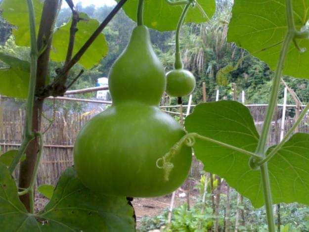 HẠT BẦU HỒ LÔ 10 hạt