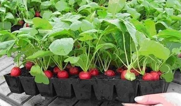 1Gr Hạt Giống Củ Cải Đỏ Cherry - TaNe Garden