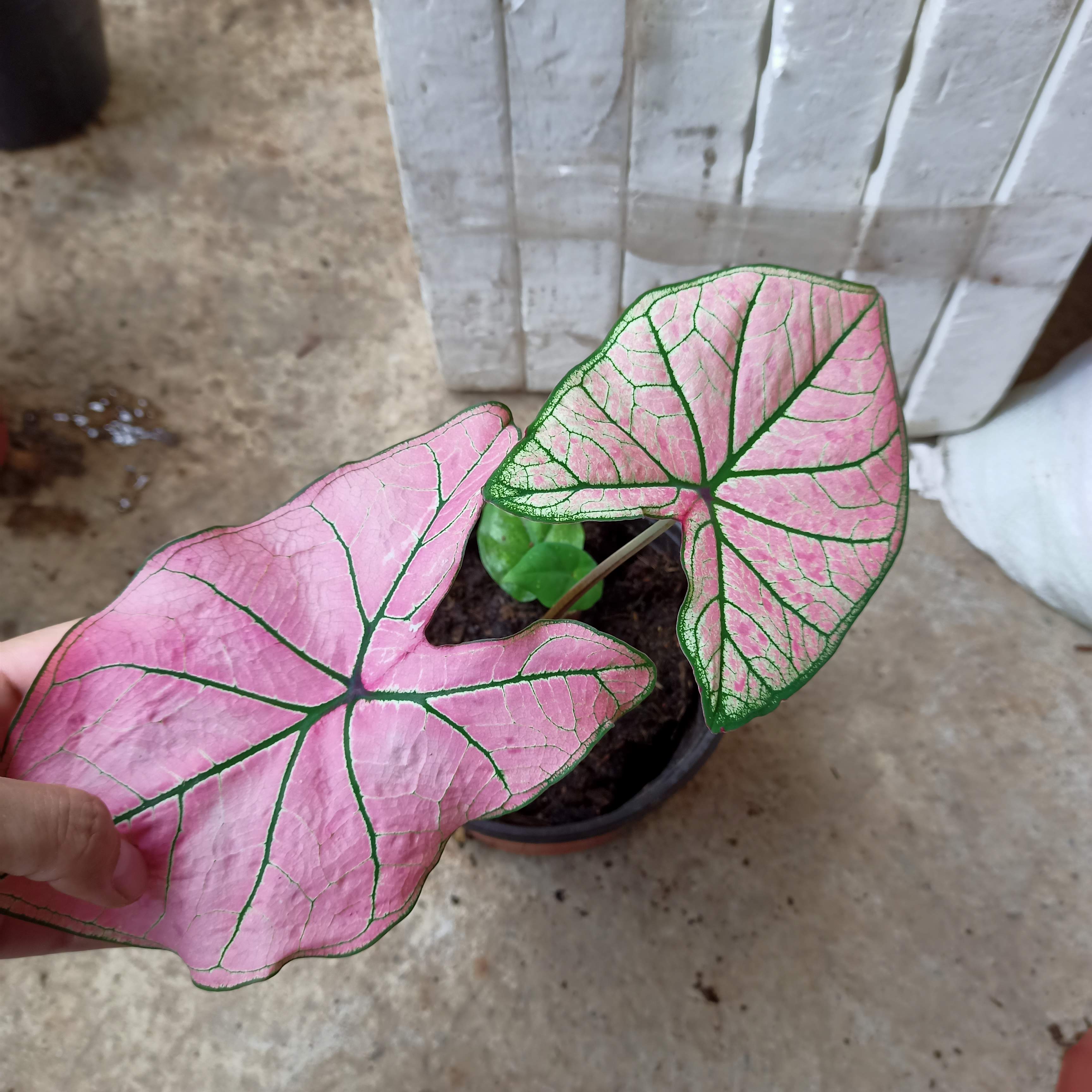 Chậu cây môn dâu lá to- Strawberry Star Caladium