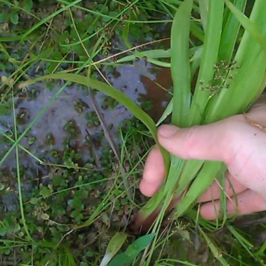 Hạt Giống Cỏ Paspalum - chịu ngập úng
