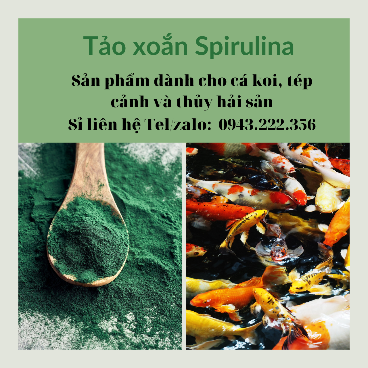 Bột tảo xoắn cho Cá Tép cảnh