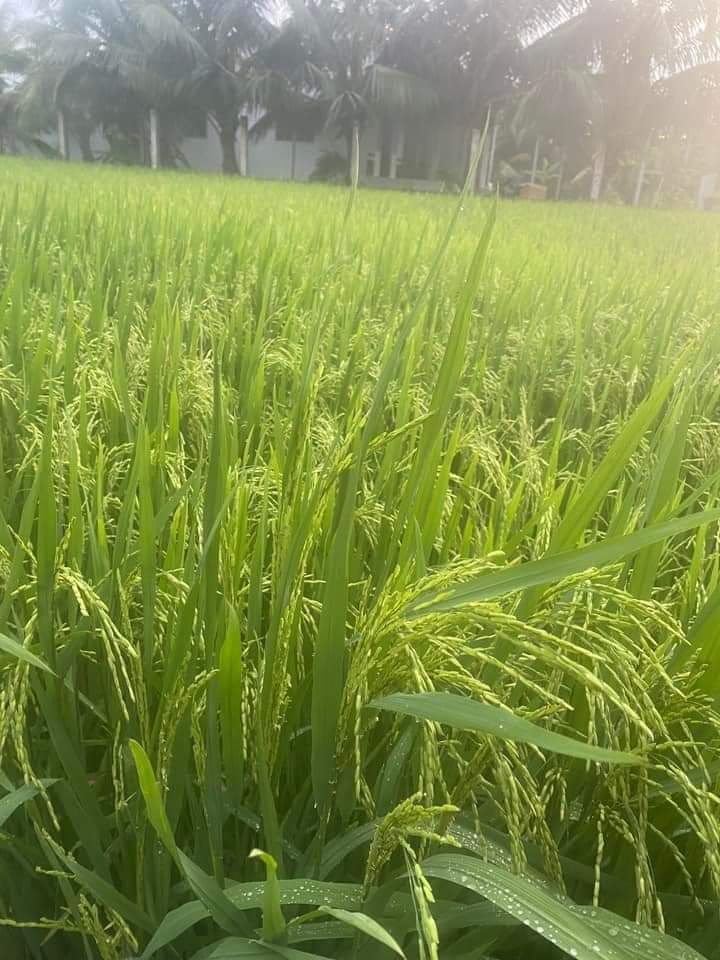 Phân bón lá 3 siêu lấy nhụy/đậu trái/lớn trái