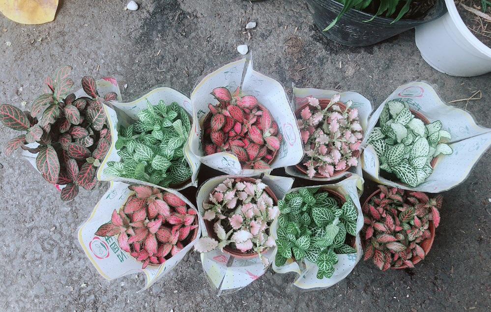 Cây Cẩm Nhung 35k