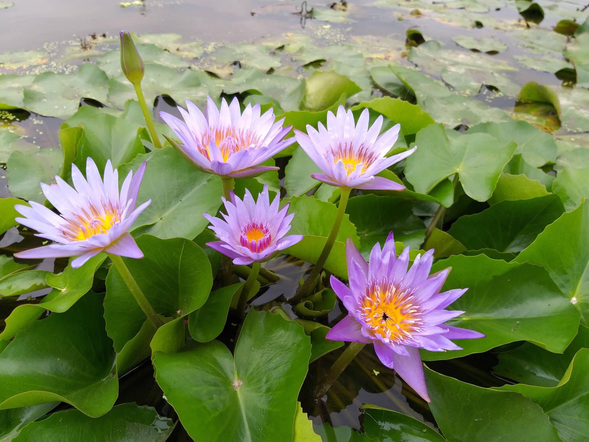 (Chỉ gưi miền bắc - trung )( RẺ VÔ ĐỊCH)-  Cây Hoa súng thái lan tím huế