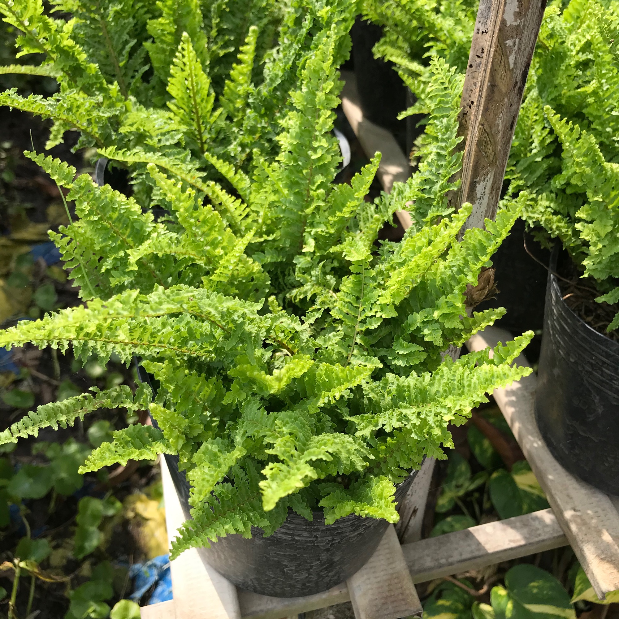 Cây dương xỉ Nhật + tang phan bon