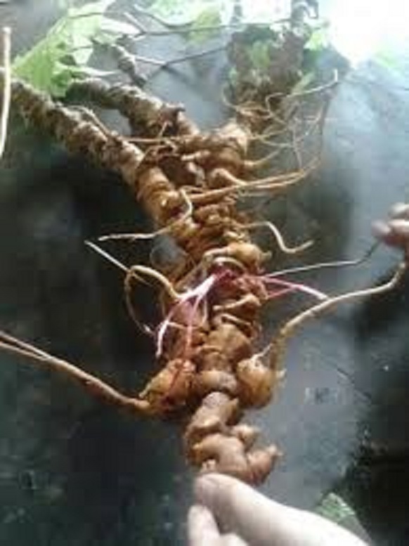 cây giống sâm ngọc linh