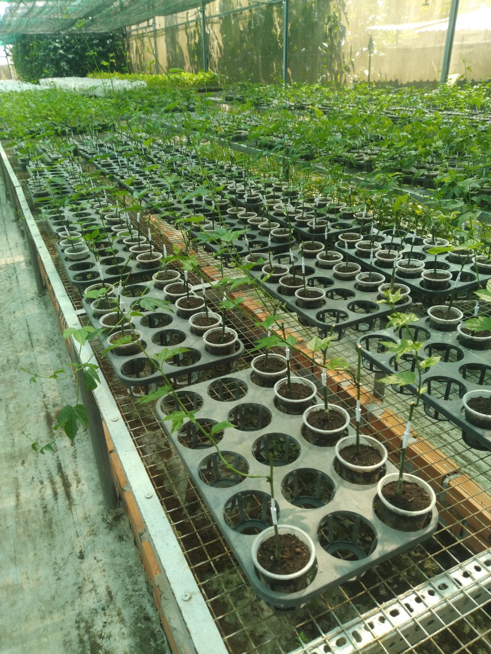 COM BO 5 CÂY GIỐNG GẤC LAI GHÉP
