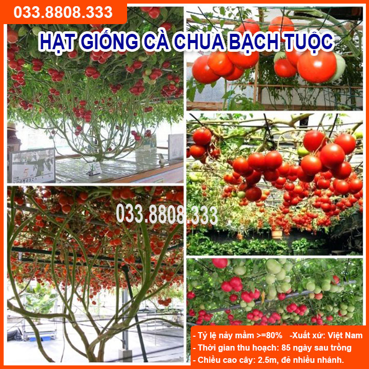 Hạt giống cà chua bạch tuộc -cà chua leo giàn