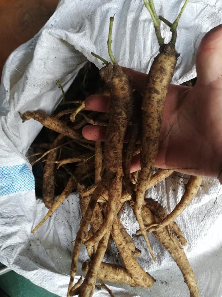 Đẳng sâm - Sâm dây ngọc linh - LOẠI TƯƠI 1KG