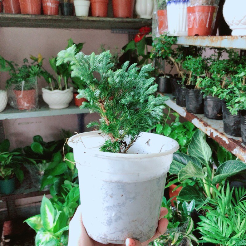Cây Tùng Tuyết