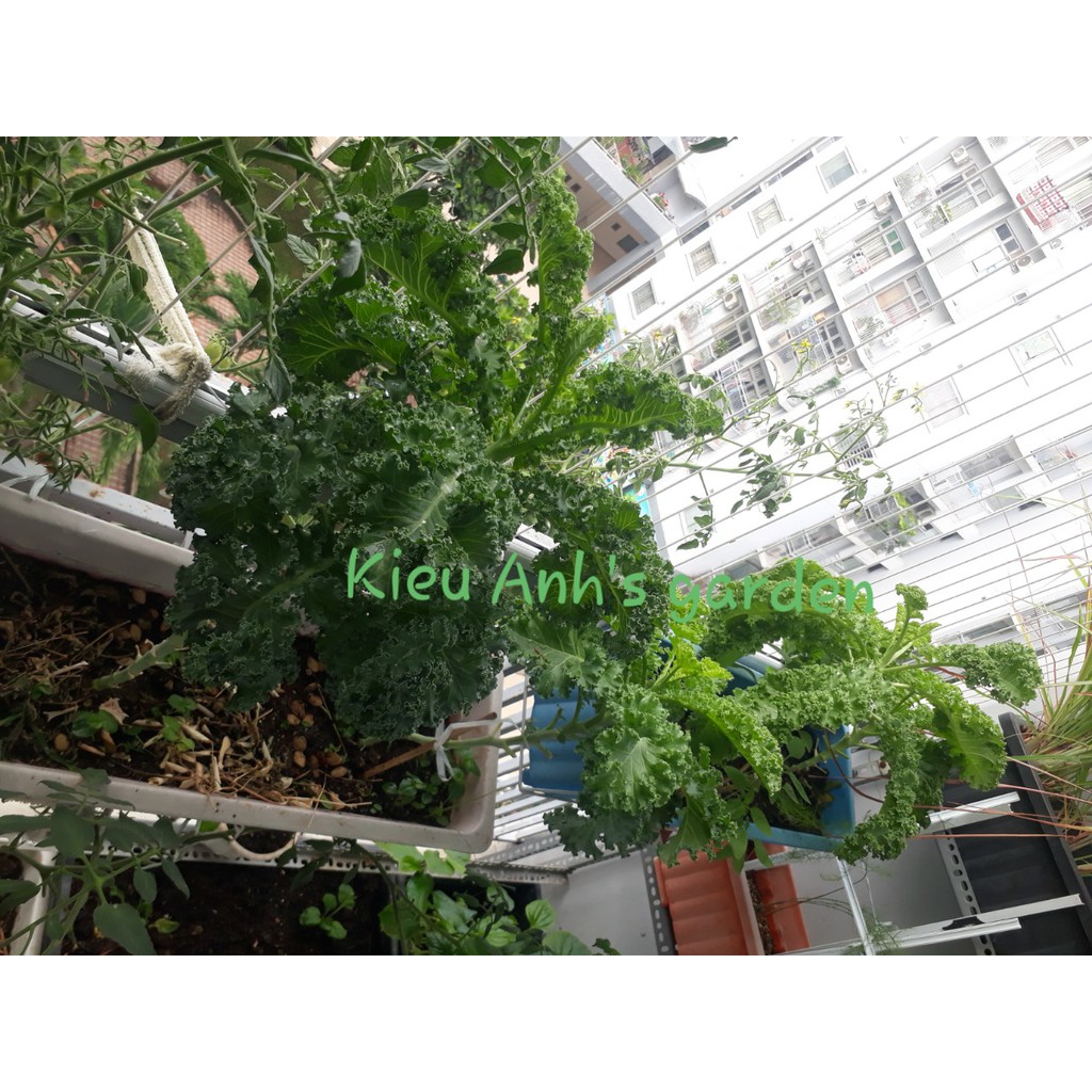 [HCM]Hạt giống Cải xoăn KALE đóng gói 2gr
