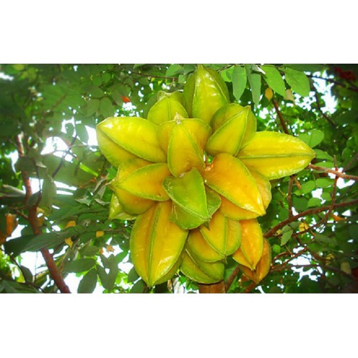 CÂY GIỐNG CÂY KHẾ CHUA, QUẢ SỚM, SIÊU QUẢ