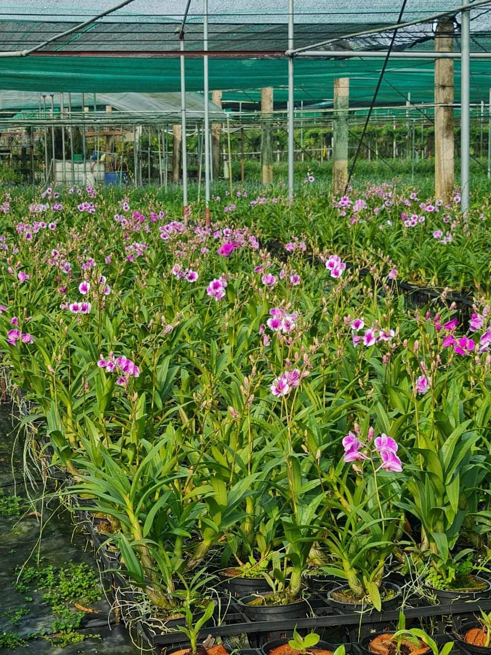 hoa lan yaya mini trưởng thành
