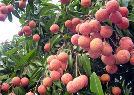 Cây VẢI THIỀU KHÔNG HẠT CẤY MÔ  (tem chuẩn giống)