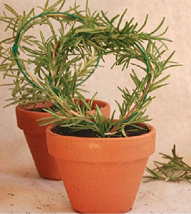 Hạt giống cây hương thảo ( 1 gói 20 hạt ) - VTNT