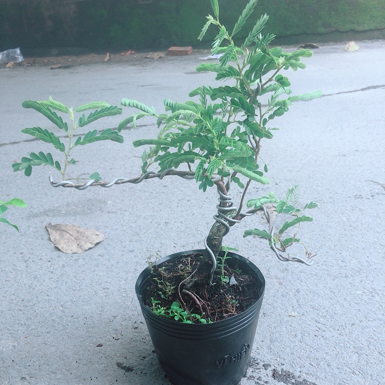 Cây Me Bonsai