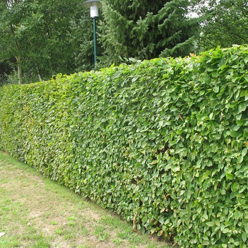 [10 packs] - Green fence vines seeds