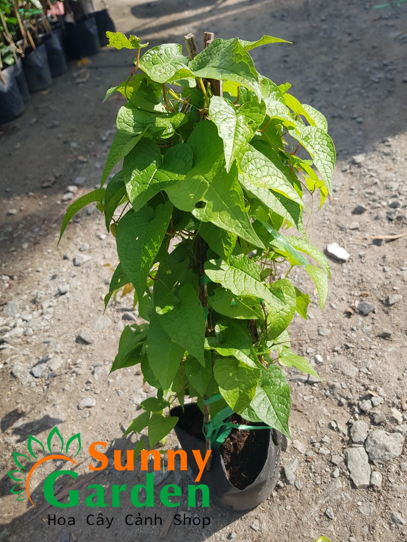 Chậu Cây Giống Hoa Tigon, Cao 20-30cm