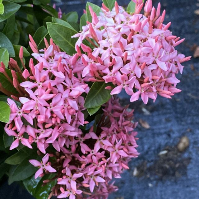 Giá Gốc - Trang tím sen lá nhỏ