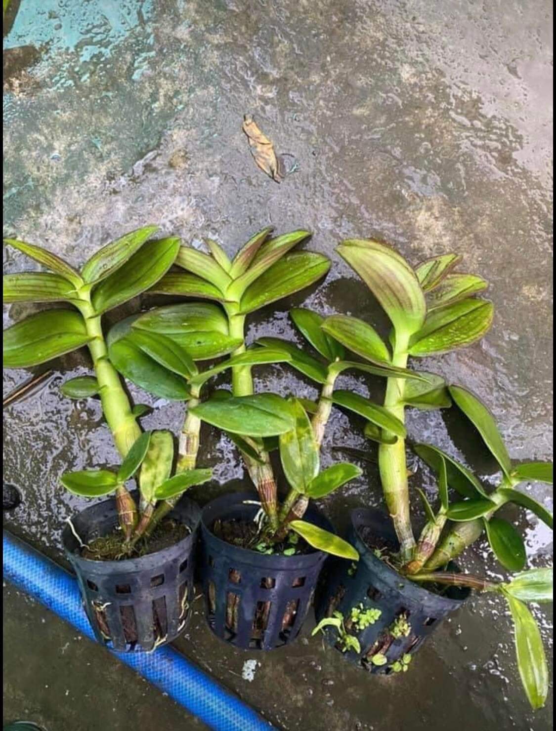 HOA LAN CỜ ĐỎ XỔ CHỚP 5%