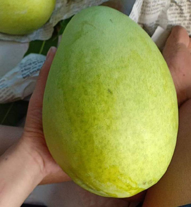 Cây giống Xoài Tượng [ Trái siêu to nặng 1 kg ]. [ Cây ghép siêu sớm ].