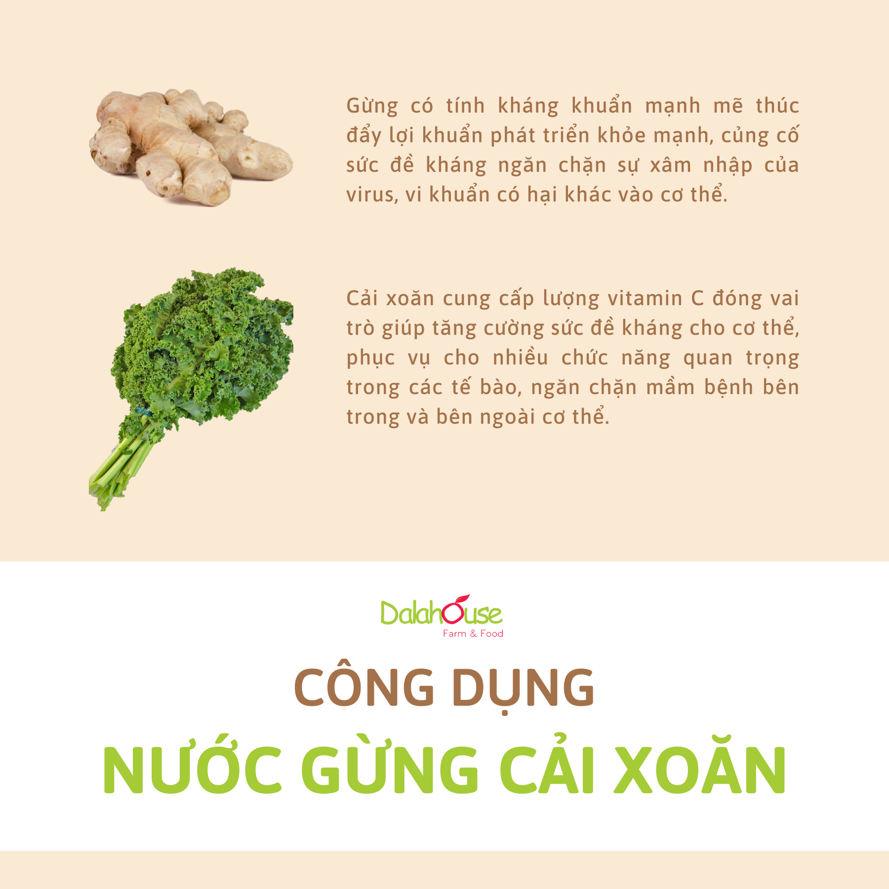 [DALAHOUSE] Bột Cải Xoăn (Kale Powder) - hộp thiếc 150 gram