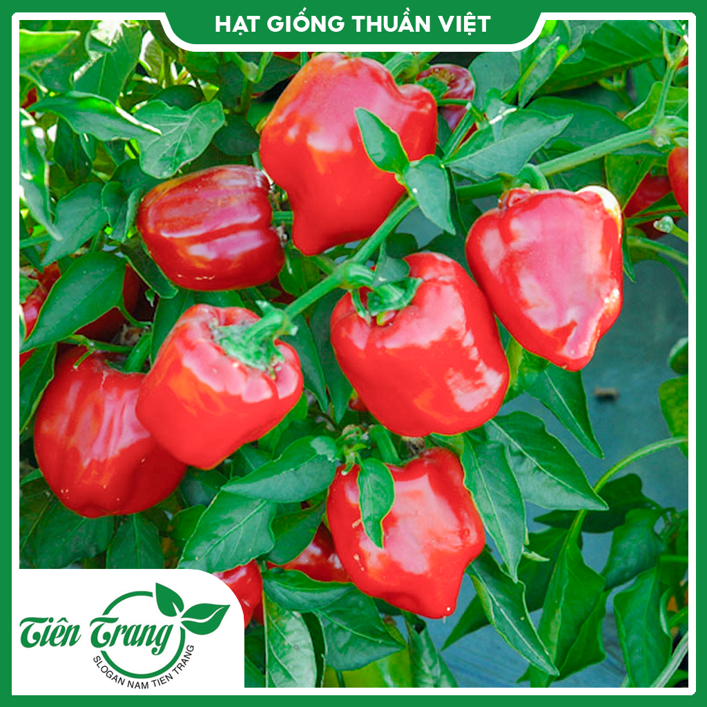 Hạt giống Ớt Chuông Đà Lạt TN