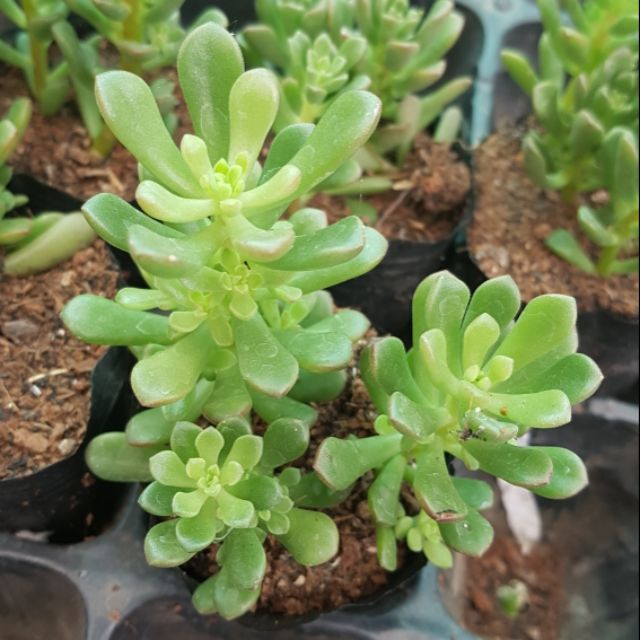 Sen đá Sedum rubi