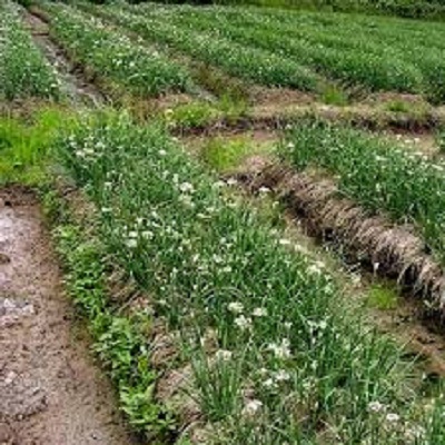 [HCM]HẠT GIỐNG HẸ BÔNG