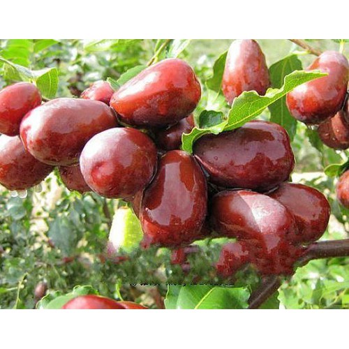 TÁO ĐỎ - 500GR TÁO ĐỎ