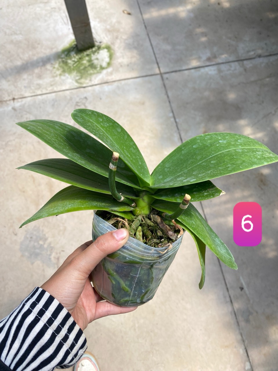 Hồ điệp cây trưởng thành sắp hoa