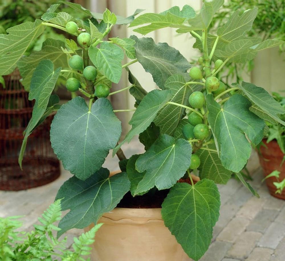 COM BO 20 GÓI HẠT SUNG MỸ - SUNG NGỌT ( GÓI 20 HẠT )