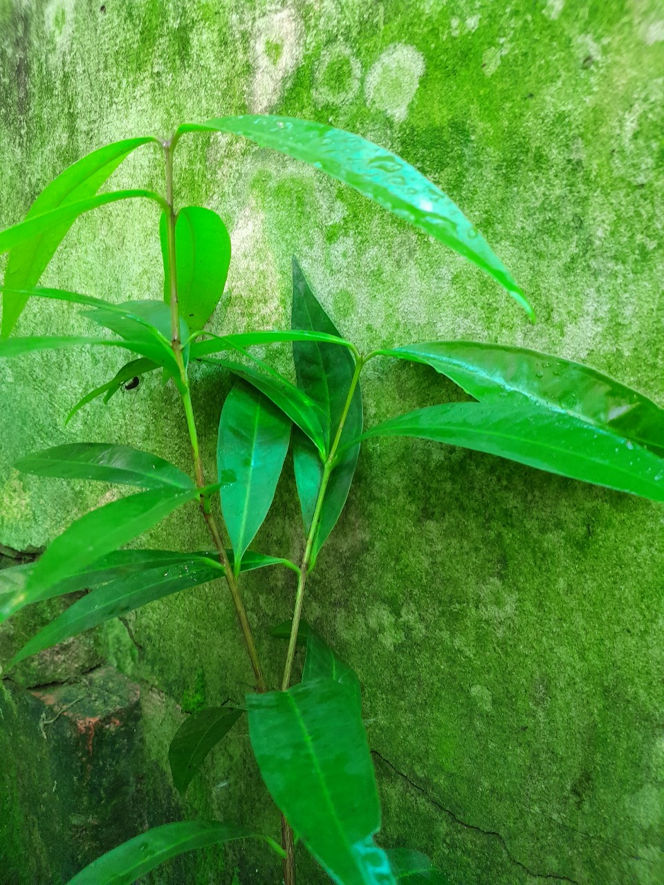 Cây Mận Lý Thơm Giống, chậu cây cao 15cm