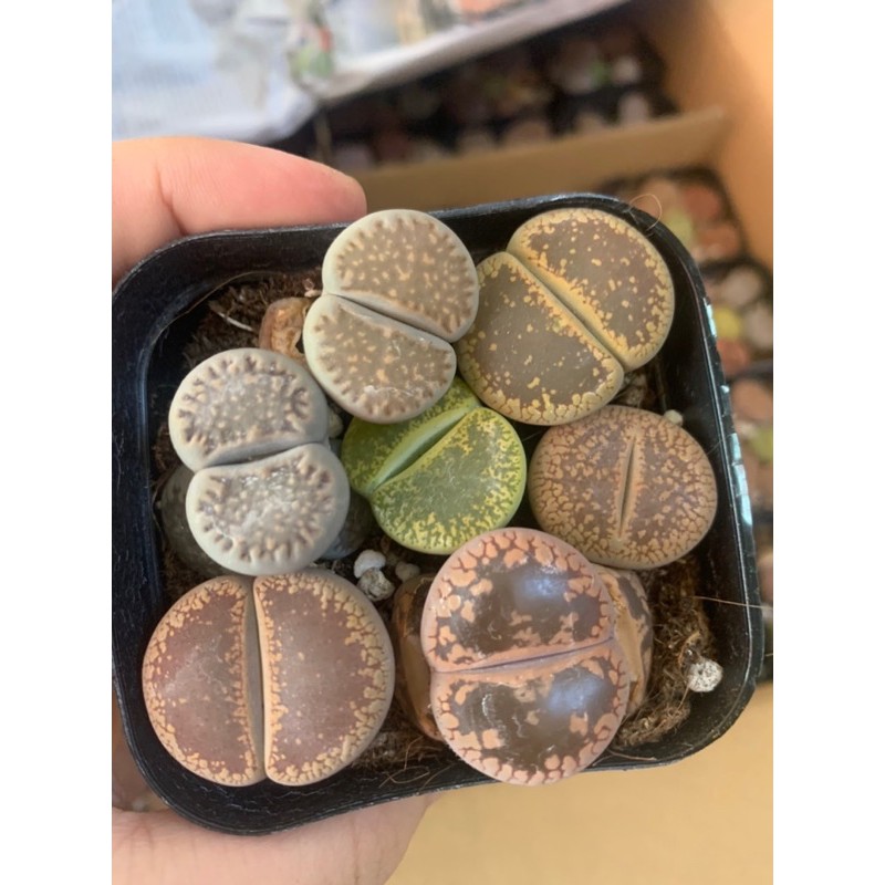 Combo 7 đến 10 cây sen đá mông , sen đá thạch lan , Lithops