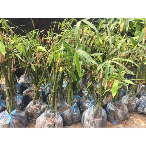 MĂNG TRE BÁT BỘ CÂY GIỐNG