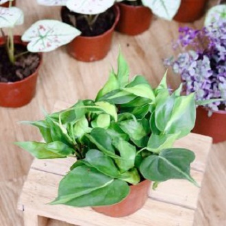 Chậu cây Philodendron hederaceum ‘Brasil’ (Philodendron ‘Brasil’) – Trầu Bà Brazil (Trầu Bà Brasil)