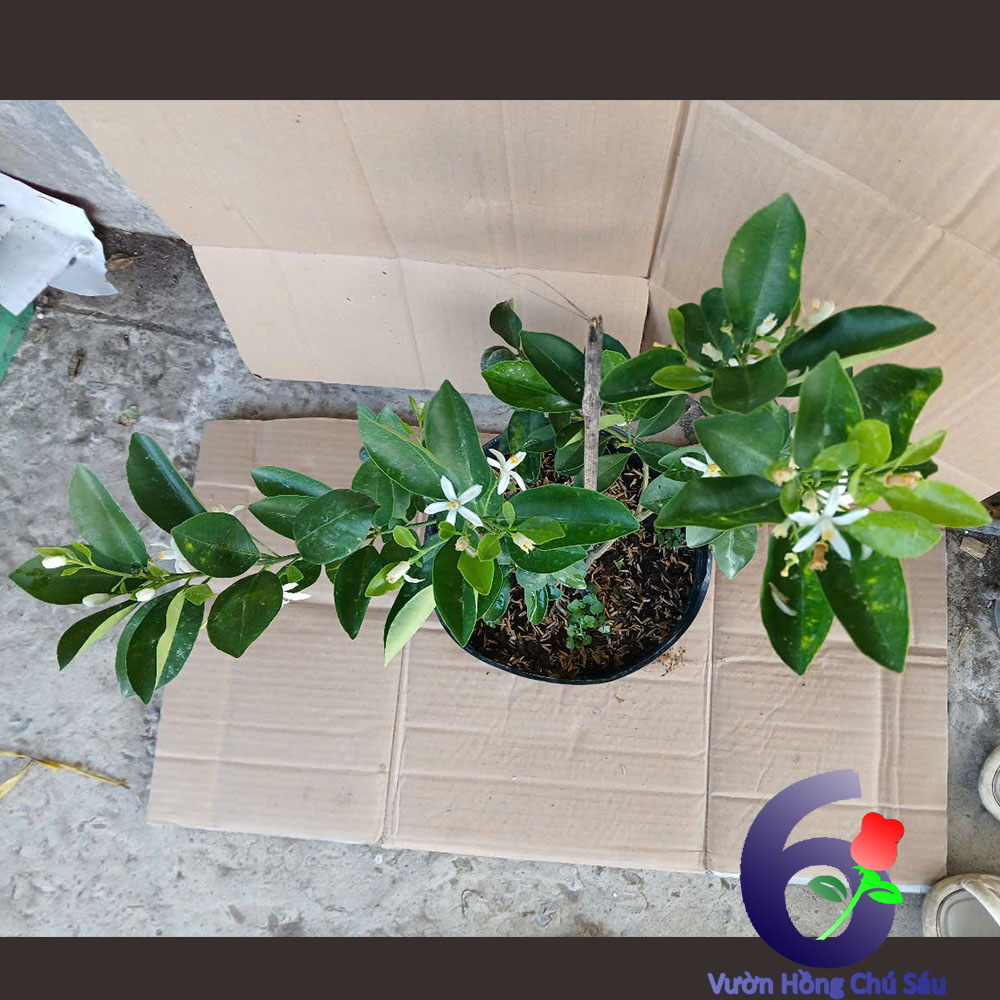 chậu cây tắc, cây hạnh, cây giống