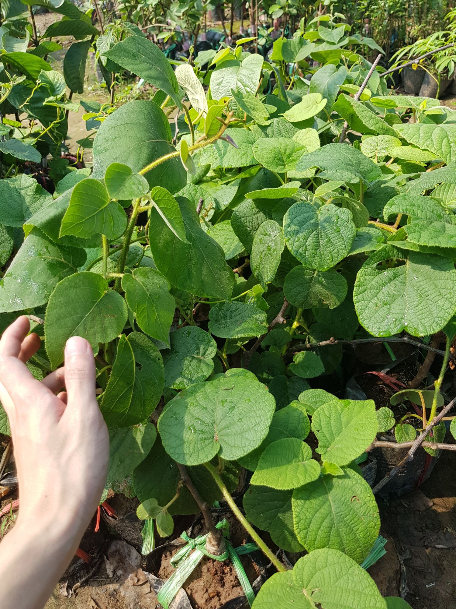 (MỚI) Cây giống Kiwi vàng siêu quả