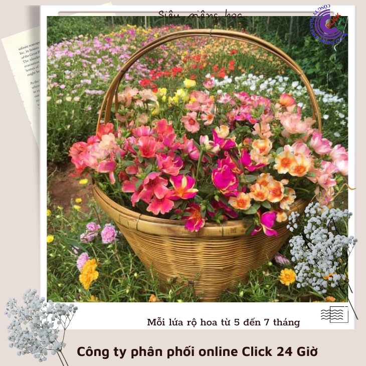 Cành giống hoa sam đơn 230 hoa mười giờ sam cánh tiên hoa mười giờ sân vườn đẹp
