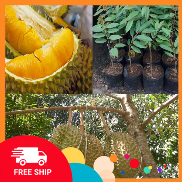 Cây SẦU RIÊNG MUSANG KING ghép, siêu sai quả, vị ngọt thơm, giá trị kinh tế cao