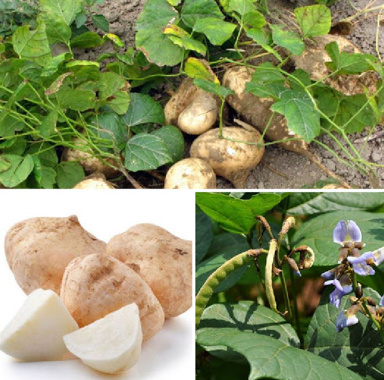 Hạt giống củ đậu cao sản - Gói 30 hạt
