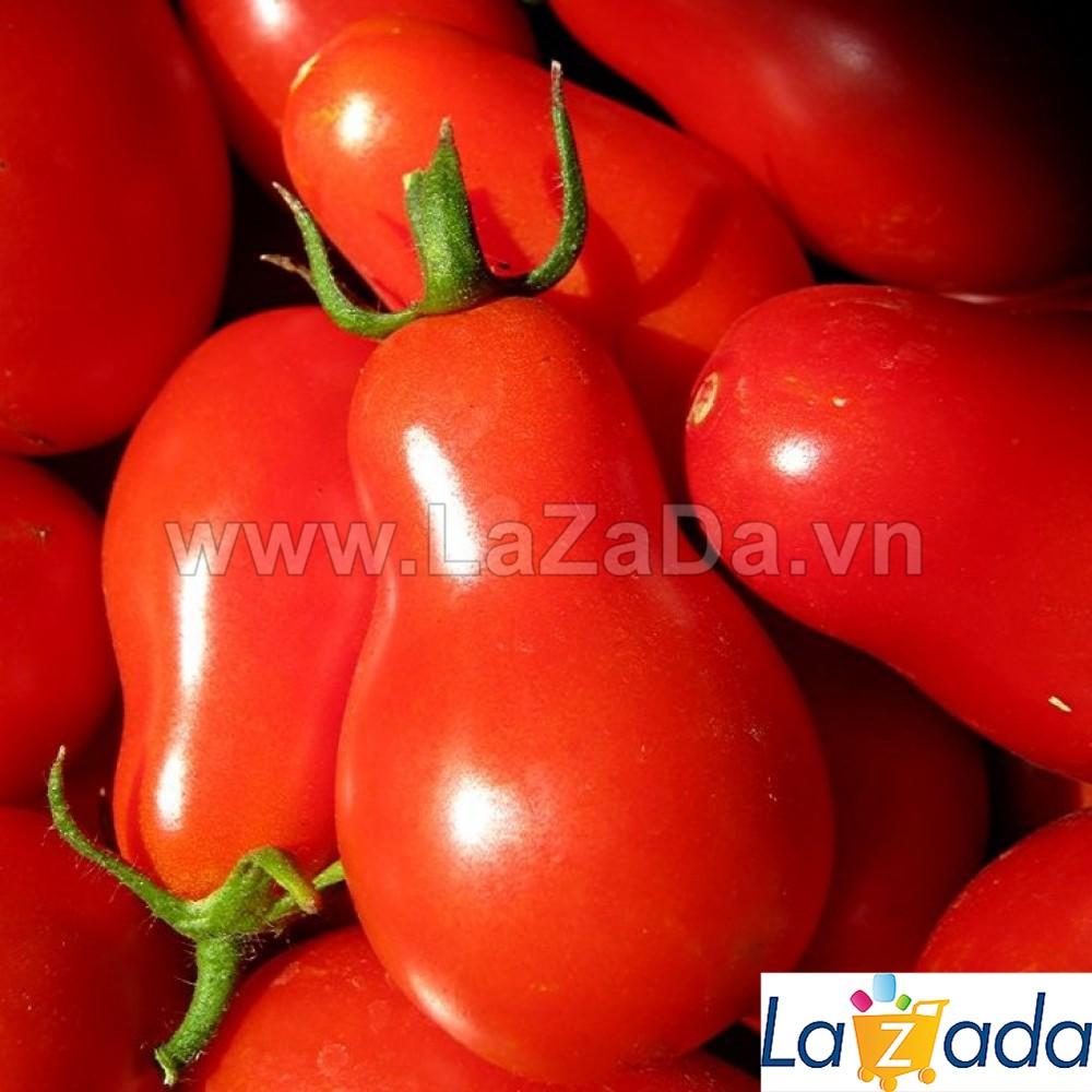 30h Hạt Giống Cà Chua Cherry Lê Đỏ (A3.102| B41*W45*M304)