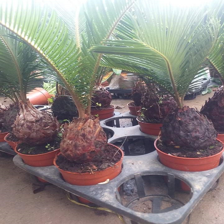 Cây vạn tuế - Cây gửi đi y hình.