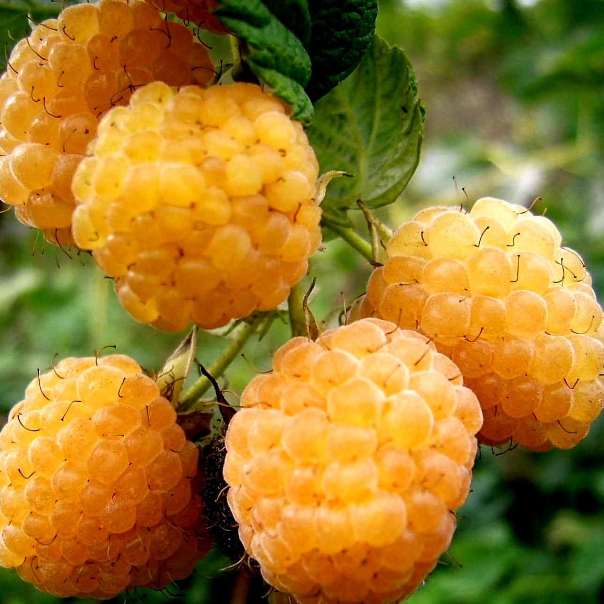 30 Hạt giống Mâm xôi vàng (tặng Kích nẩy mầm, Hướng dẫn ươm)